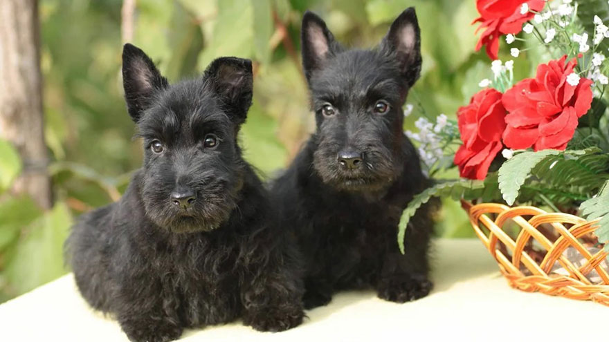 Owning A Scottish Terrier
