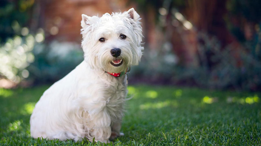 Owning A West Highland White Terrier
