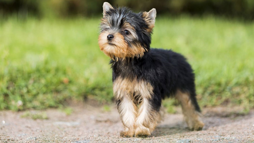 Owning A Yorkshire Terrier
