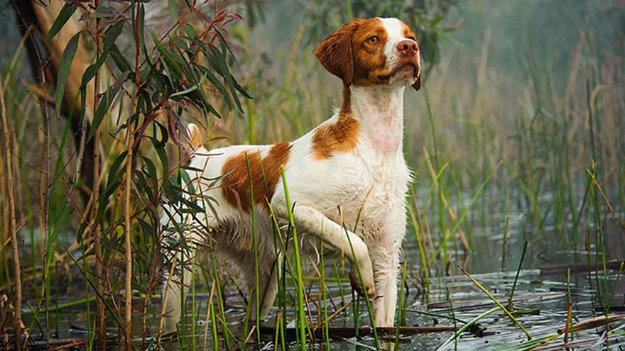 Owning a Brittany Spaniel : Breeder Recommendations