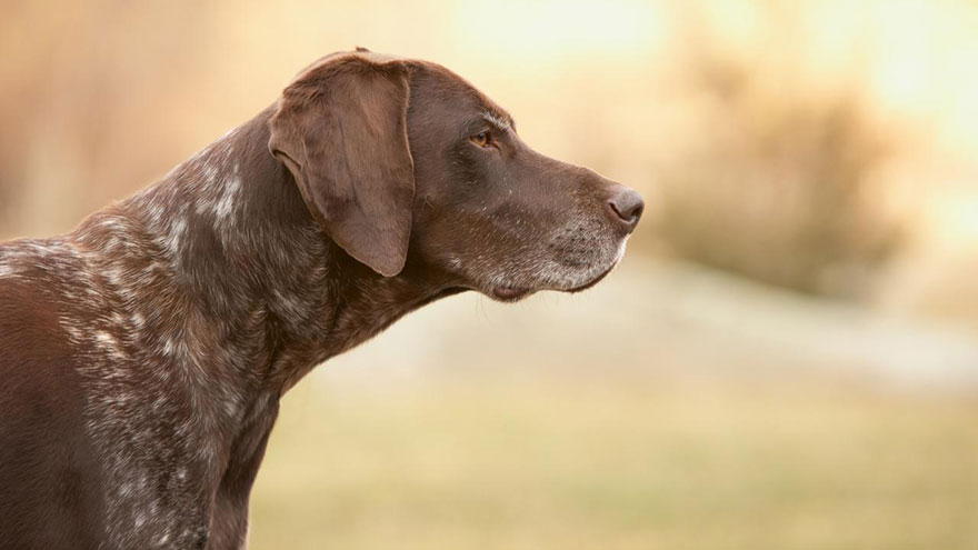 Owning a German Shorthaired Pointer