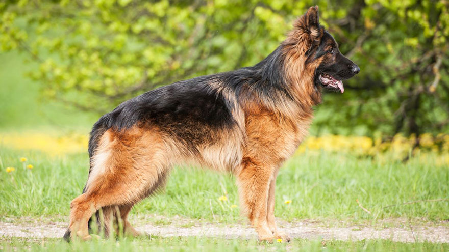 Owning A German Shepherd : Breeder Recommendations | Our Deer