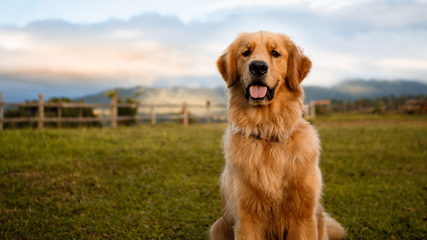 Owning a Golden Retriever