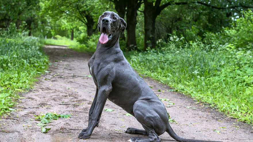 Owning a Great Dane