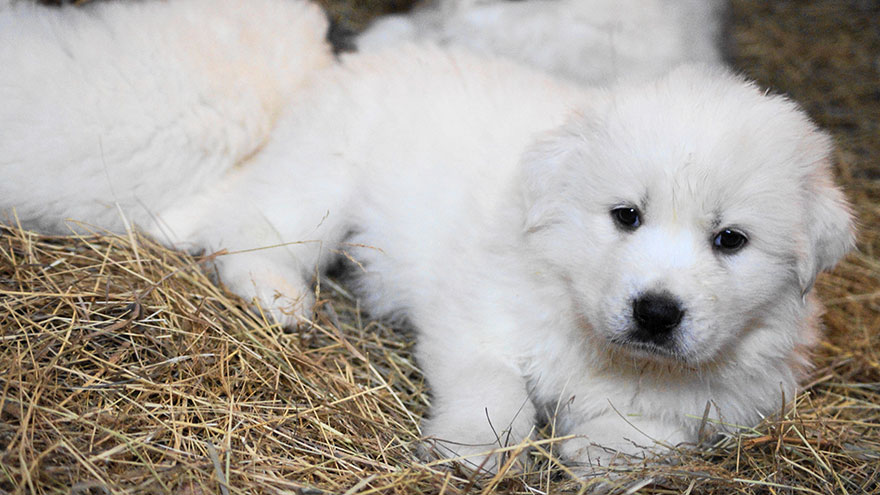 Owning a Great Pyrenees