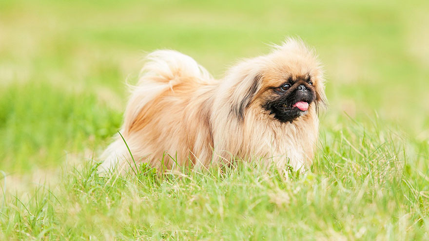 Owning a Pekingese