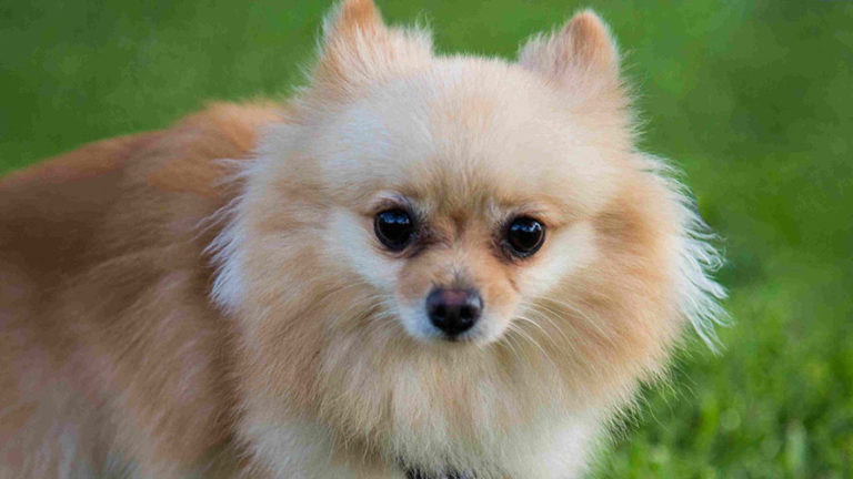 Owning A Pomeranian : Breeder Recommendations | Our Deer