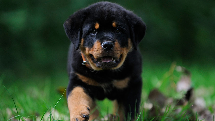 Owning a Rottweiler