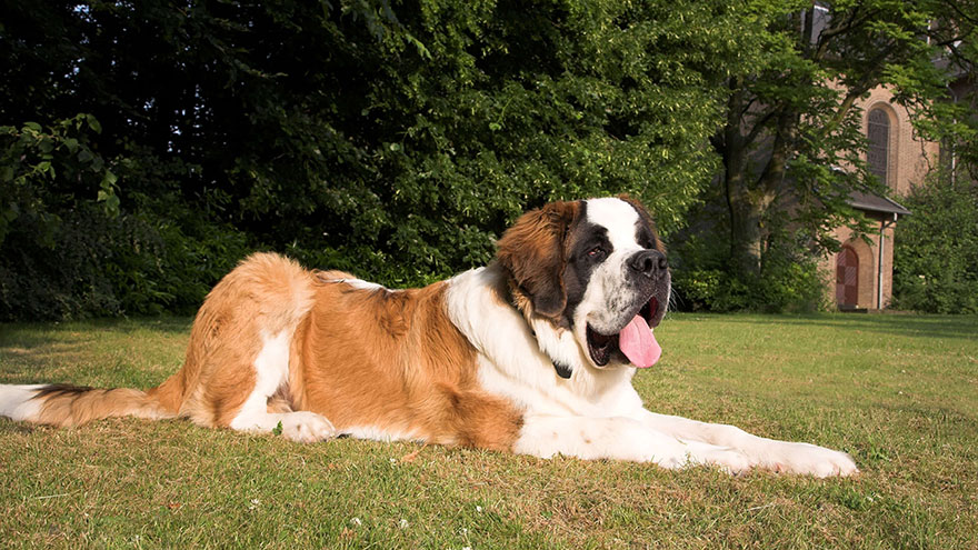 Owning a Saint Bernard