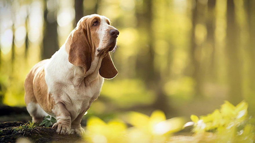 Owning an Basset Hound