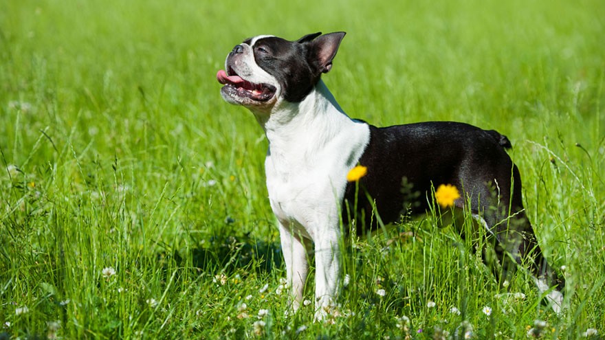 Owning an Boston Terrier