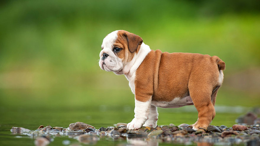 Owning A Bulldog : Breeder Recommendations | Our Deer