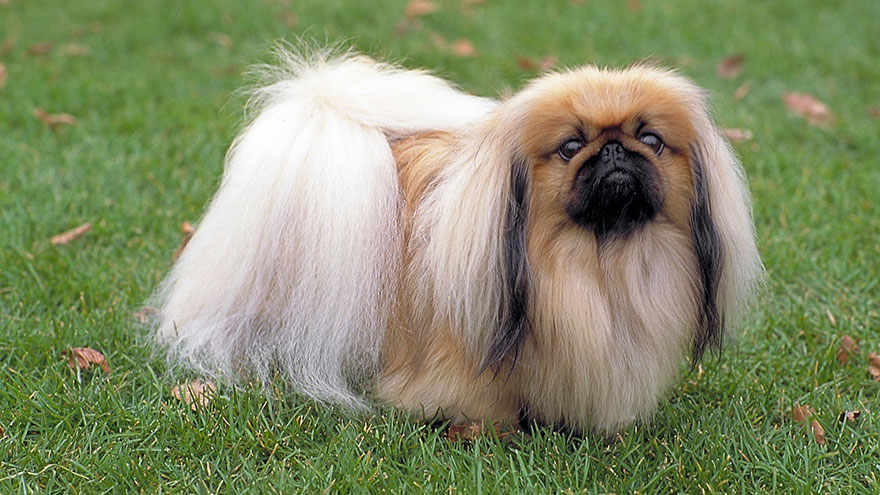 Pekingese Breed Information