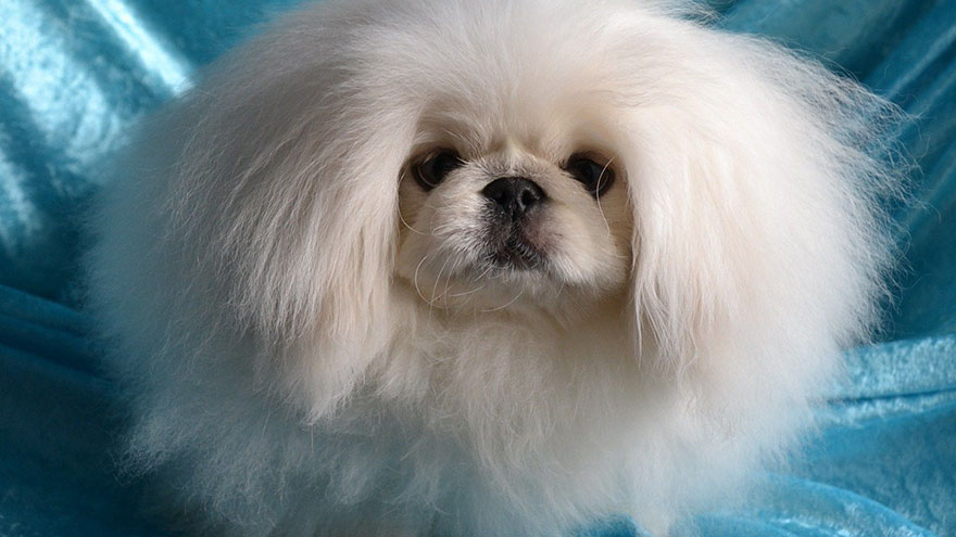 Pekingese Exercise Needs