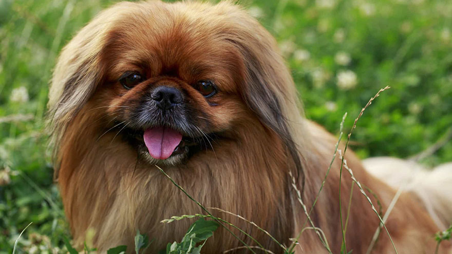 Pekingese Feeding and Grooming Requirements