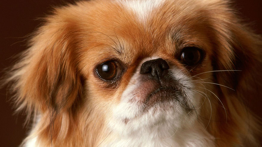 Pekingese Temperament