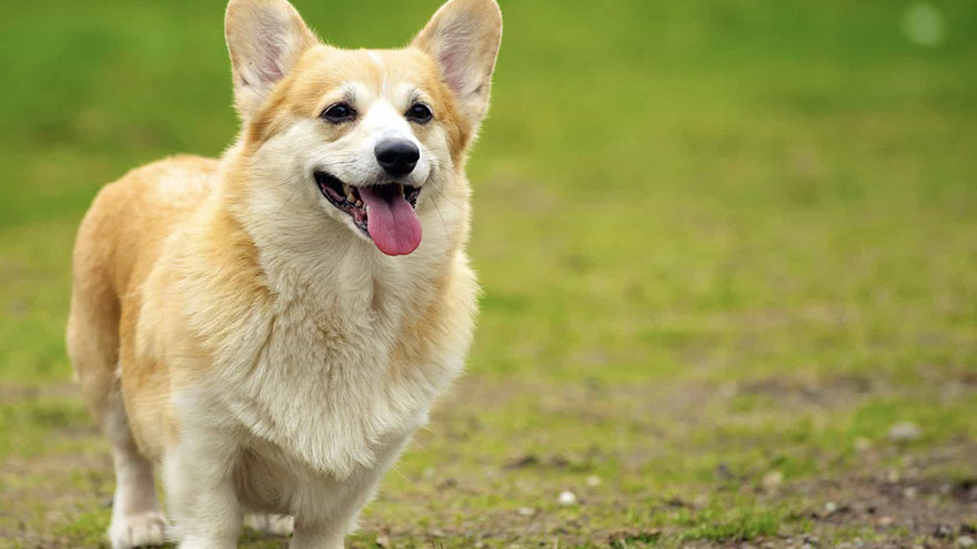 Pembroke Welsh Corgi Questions