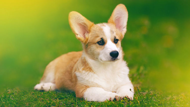 Pembroke Welsh Corgi Health Guide | Our Deer