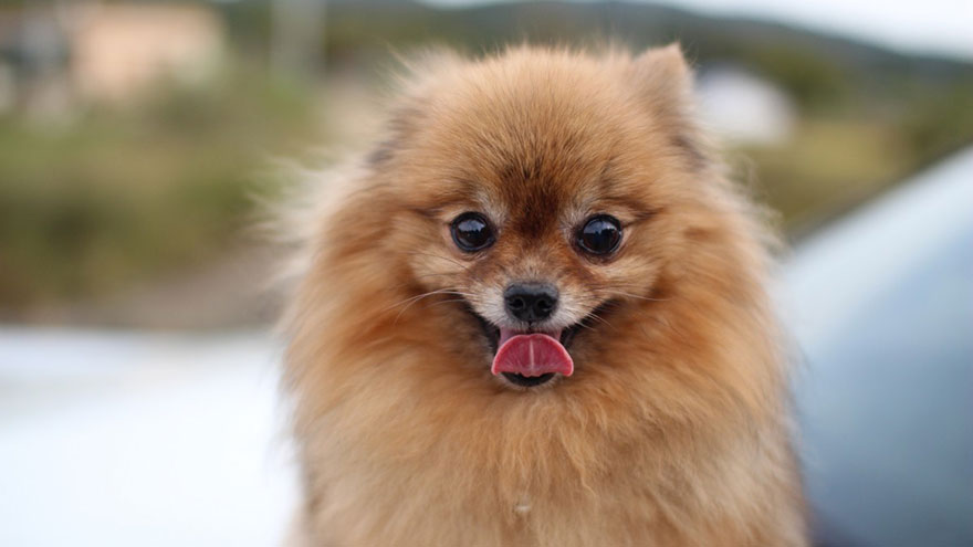 Pomeranian Feeding and Grooming Requirements
