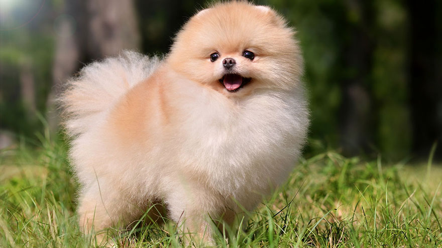 Pomeranian : 10 Most Common Questions | Our Deer