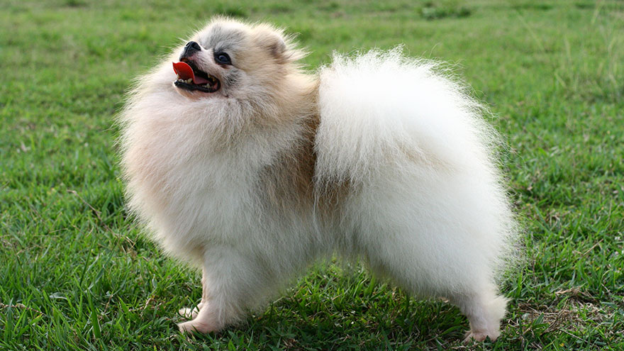 Pomeranian Size and Color