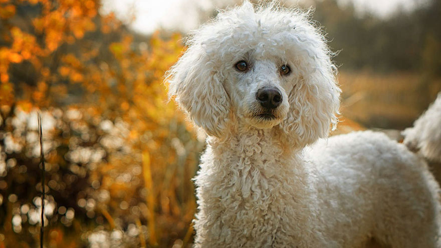 Poodle Feeding and Grooming Requirements