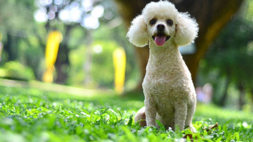 Poodle Health Guide