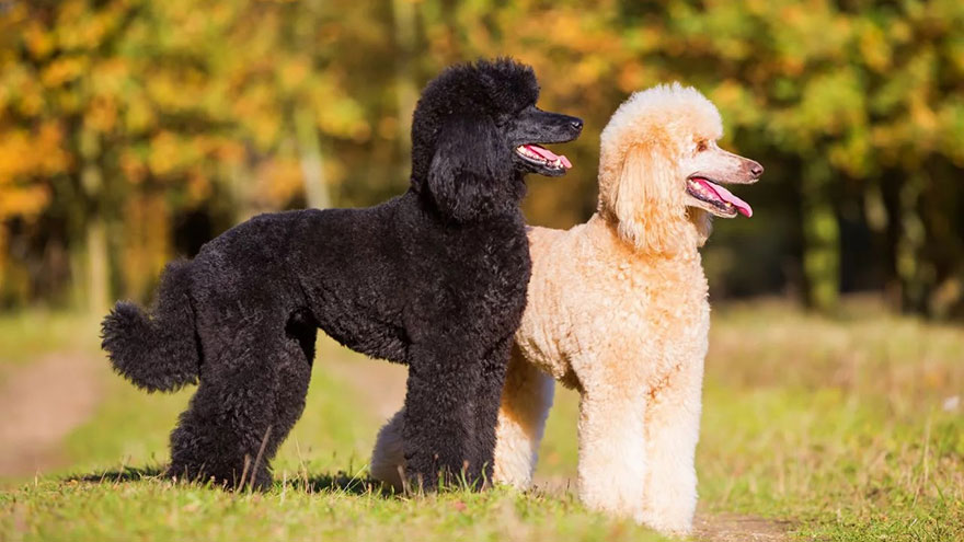Poodle : 10 Most Common Questions