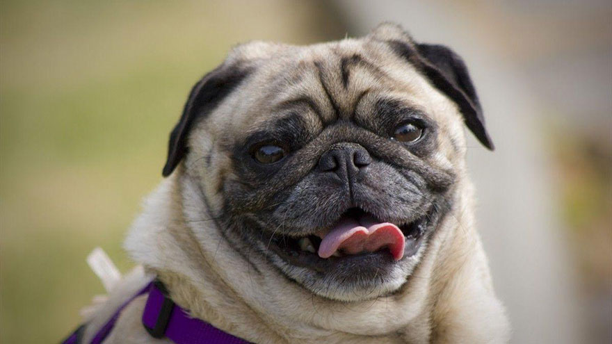 Pug Exercise Needs