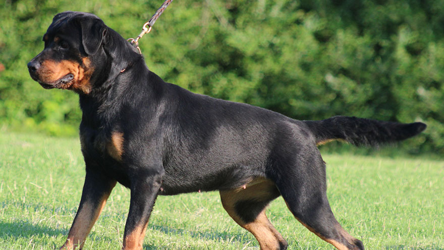 Rottweiler Feeding and Grooming Requirements
