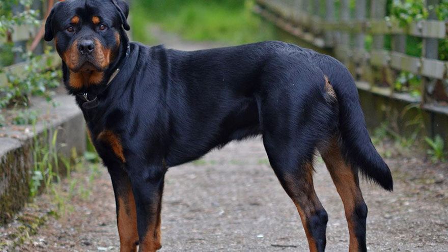 Rottweiler Size and Color