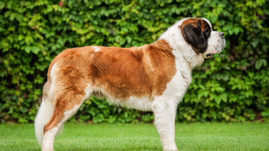 Saint Bernard Questions