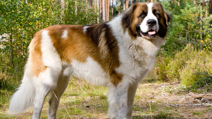 Saint Bernard Training Guide