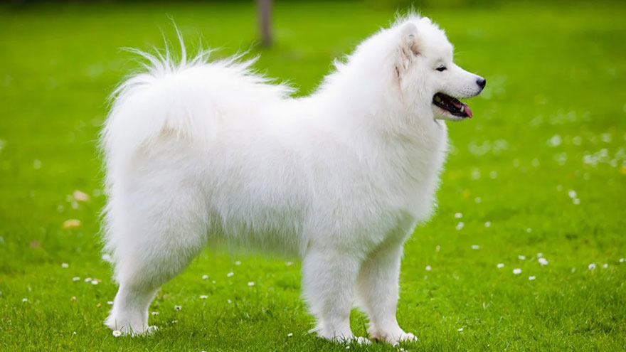 Samoyed Questions