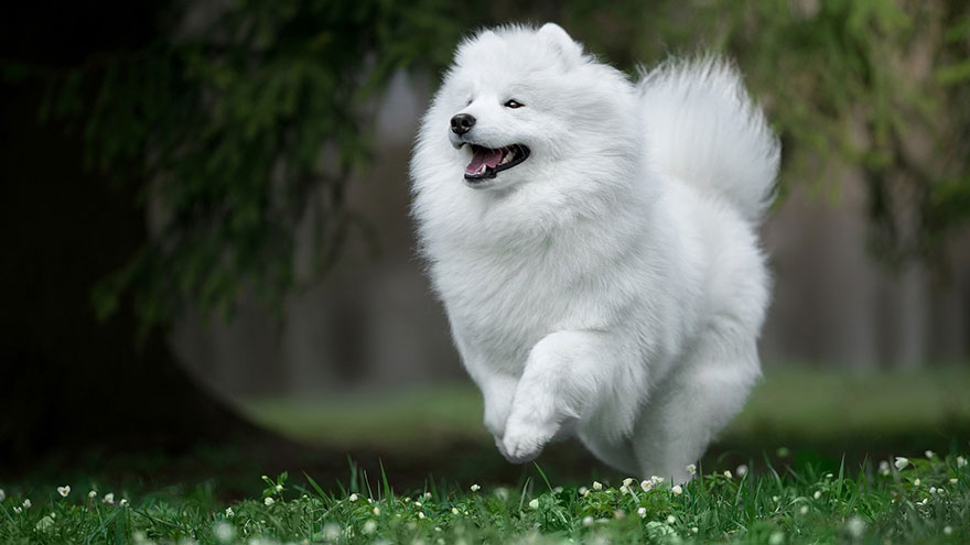 Samoyed Feeding and Grooming Requirements