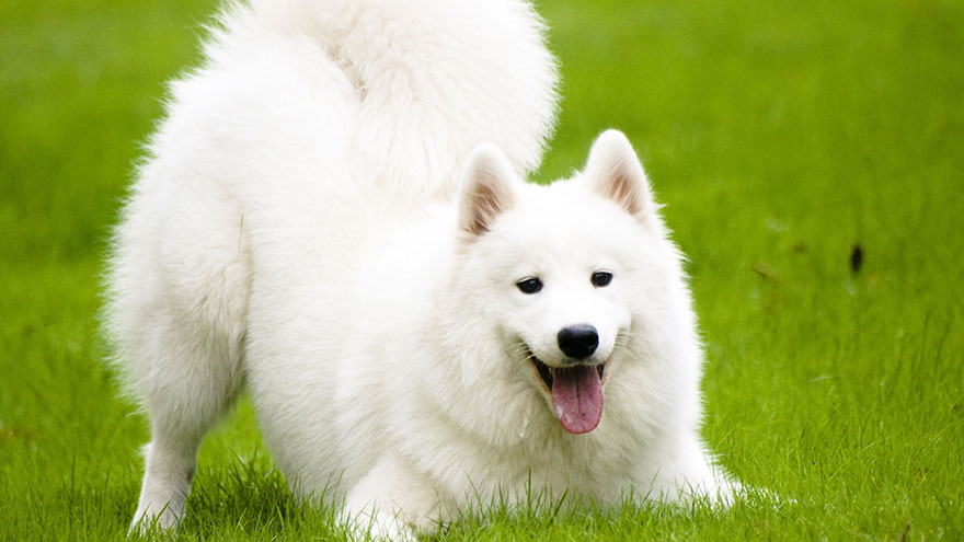 Samoyed Size and Color