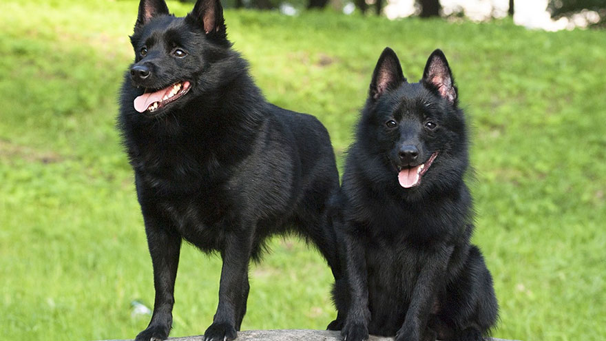 Schipperke Feeding and Grooming Requirements