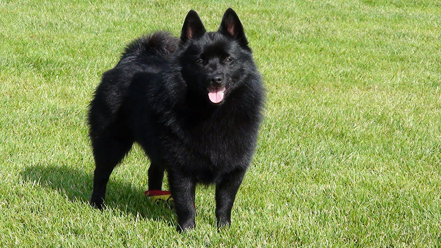 Schipperke Questions