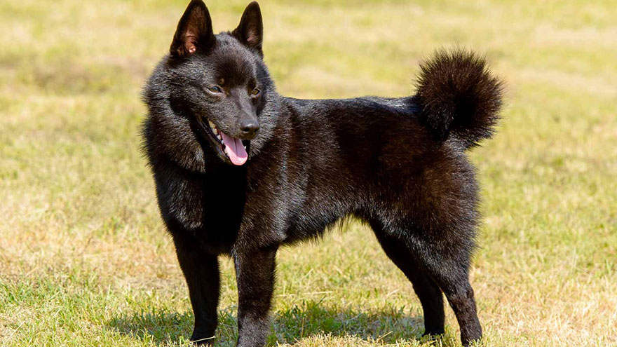 Schipperke Size and Color