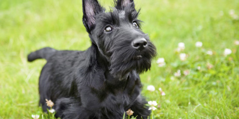 Scottish Terrier Breed Information | Our Deer