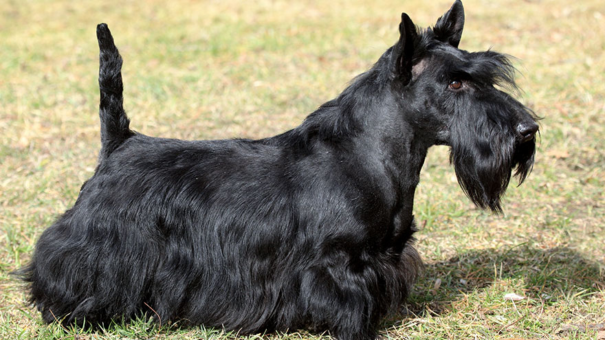 Scottish Terrier Feeding and Grooming Requirements