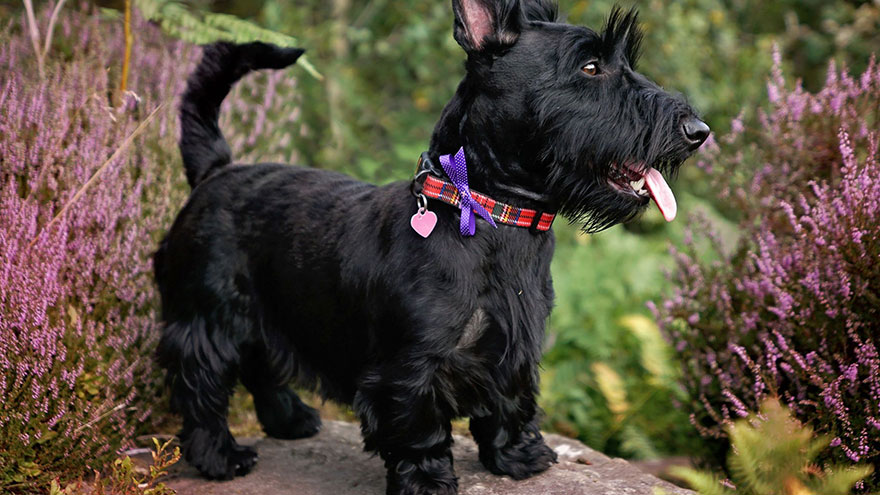 Scottish Terrier Size and Color