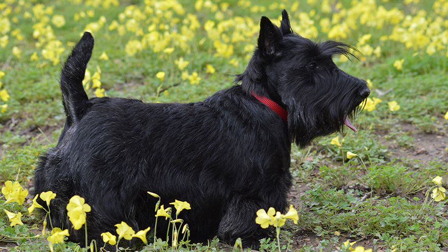 Scottish Terrier Training Guide