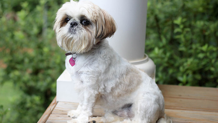 Shih-Tzu Feeding and Grooming Requirements