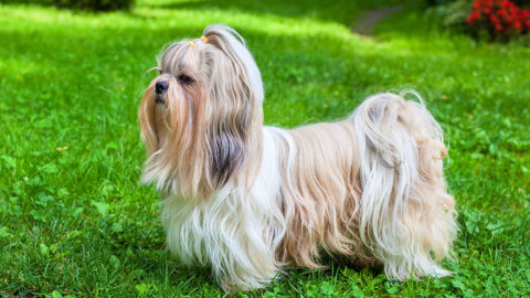 Shih-Tzu Health Guide | Our Deer