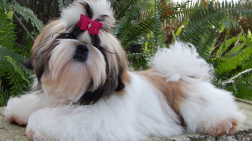 Shih-Tzu Size and Color