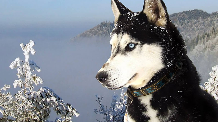 Siberian Husky Exercise Needs