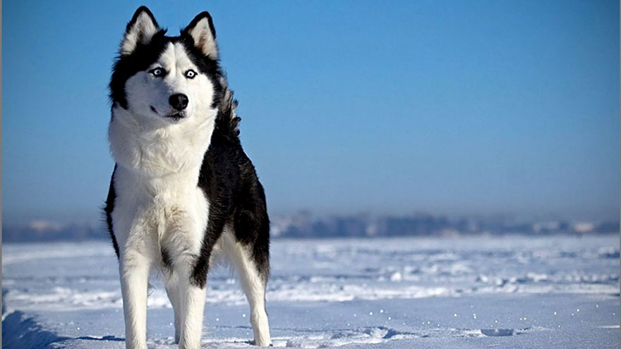 Siberian Husky Feeding and Grooming Requirements