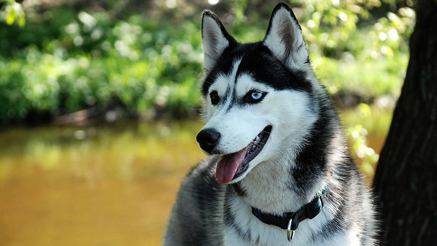 Siberian Husky Health Guide