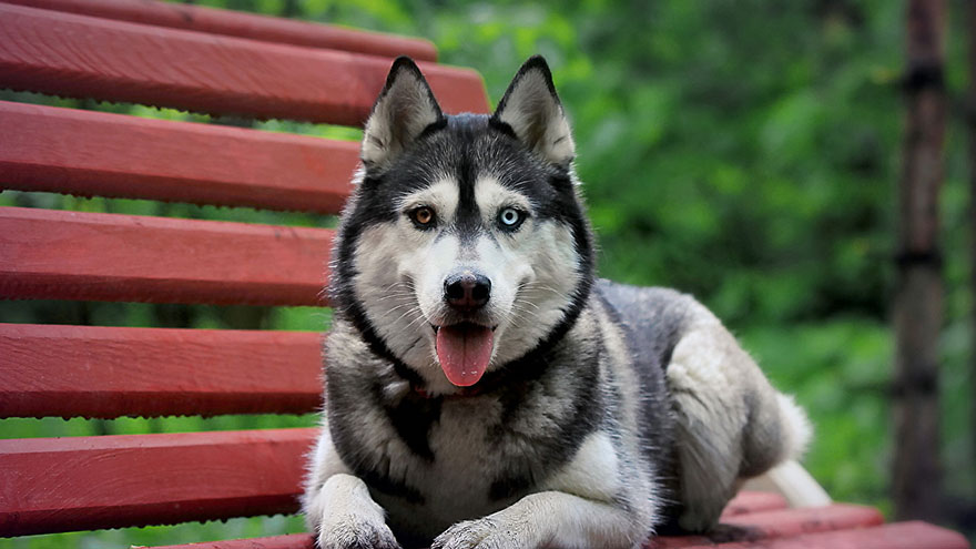 Siberian Husky Size and Color